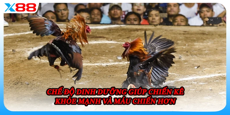 Chế độ dinh dưỡng giúp chiến kê khỏe mạnh và máu chiến hơn