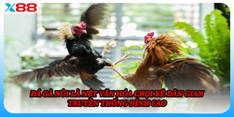 Đá gà nòi là nét văn hóa chọi kê dân gian truyền thống đỉnh cao
