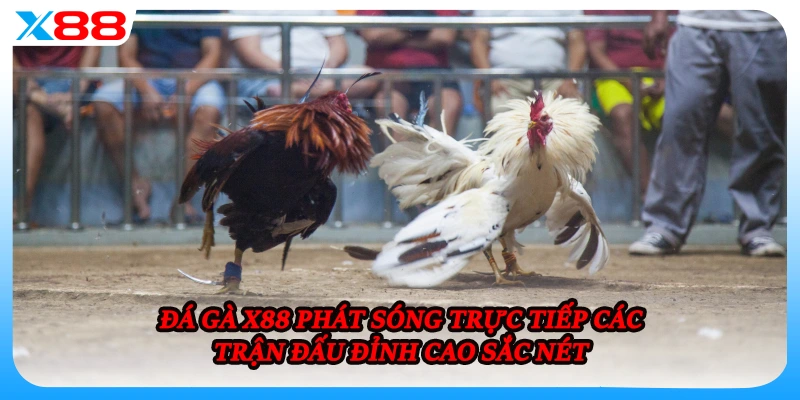 Đá gà X88 phát sóng trực tiếp các trận đấu đỉnh cao sắc nét