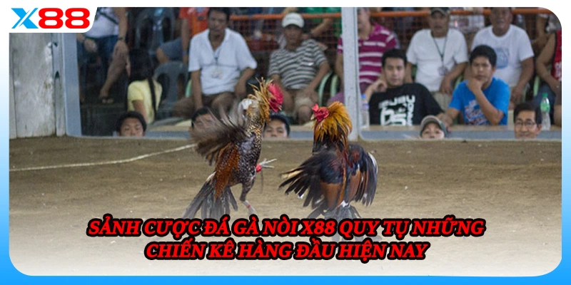 Sảnh cược đá gà nòi X88 quy tụ những chiến kê hàng đầu hiện nay